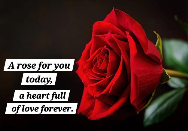 Rose Day 7 Feb: images, Quotes